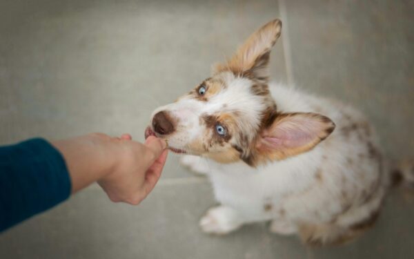 House habits for adult dogs: humane steps for reliable toilet routines
