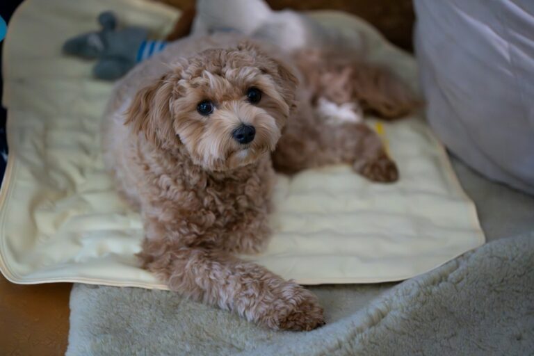 Small dog indoor pee pad rescue dog relaxing