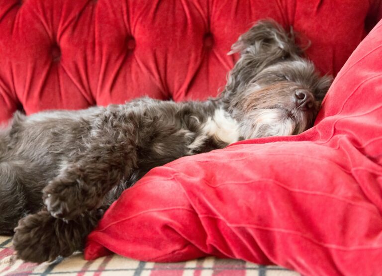Dog owner relaxing dog sofa evening
