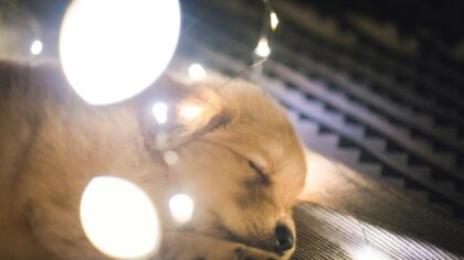How to build a calm evening routine that helps your dog truly unwind