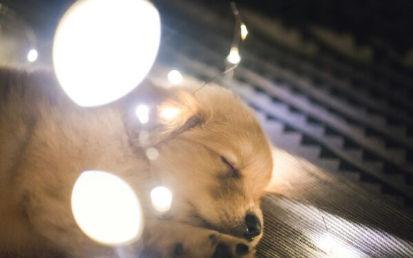 How to build a calm evening routine that helps your dog truly unwind