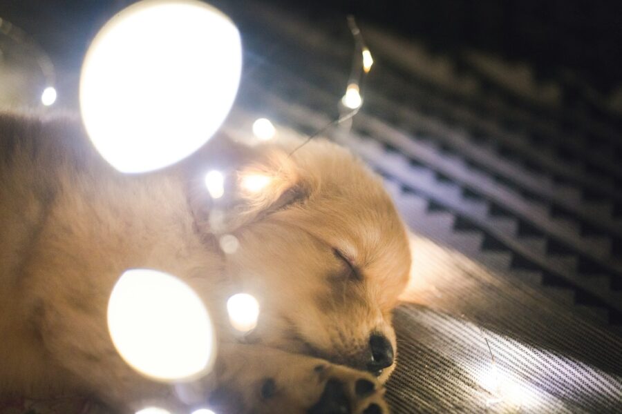 Dog sleeping cozy bed evening lamp