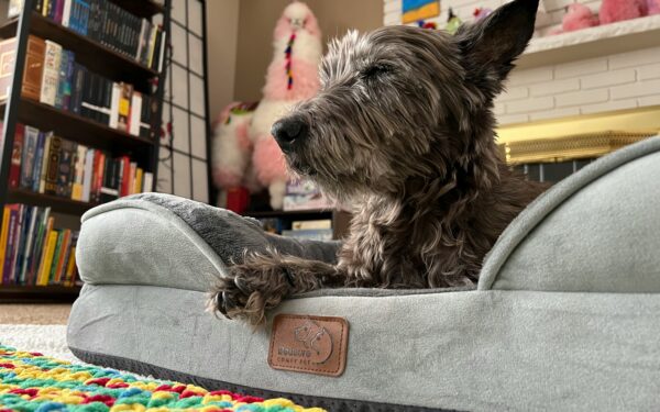 How to build a calm lifestyle for your dog at home and outdoors