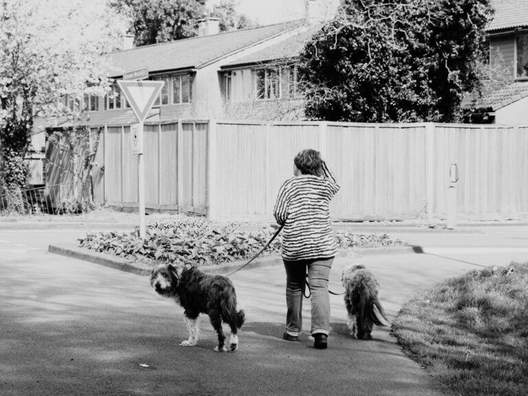 Nervous dog walking quiet street dog sniffing grass