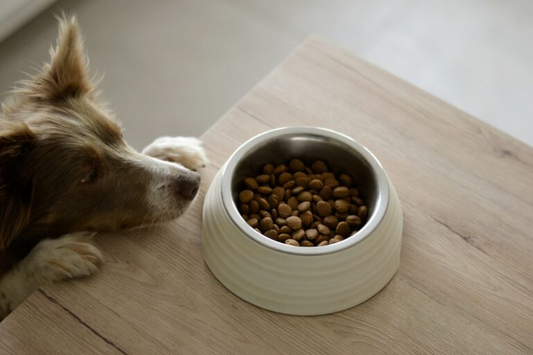 Dog food transition measuring kibble