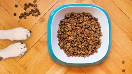 How to change your dog’s food without stomach upset