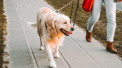 How to choose and use a dog harness that really fits your dog