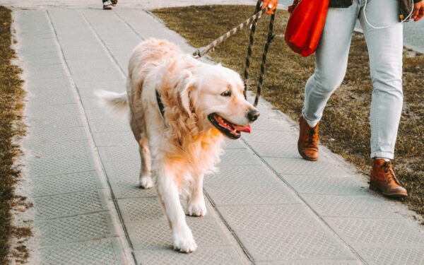 How to choose and use a dog harness that really fits your dog