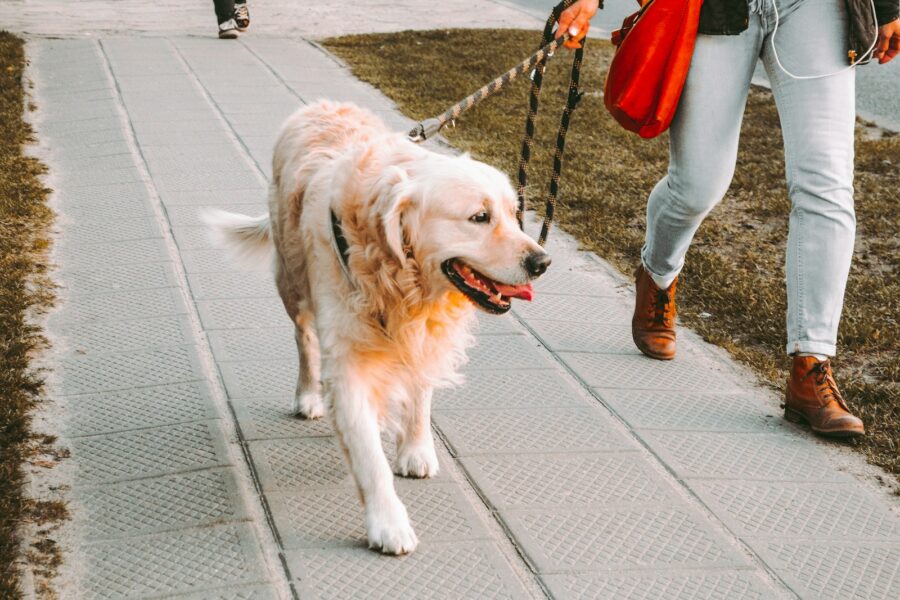 Dog wearing harness walk