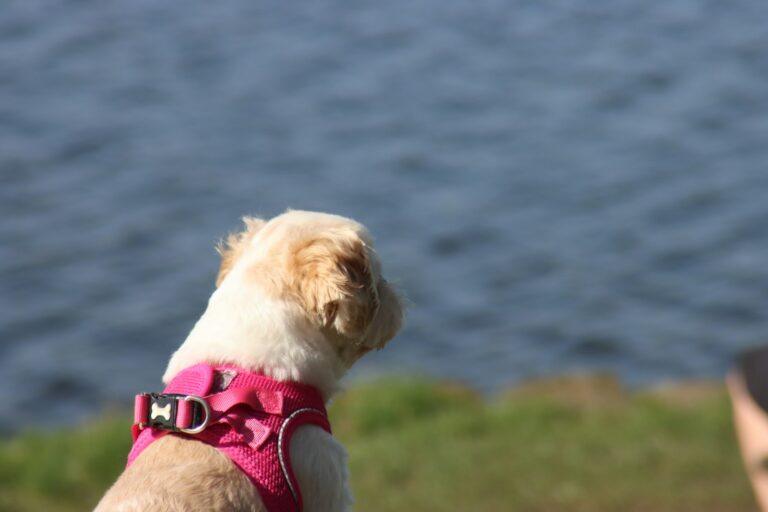 Close dog harness fitting