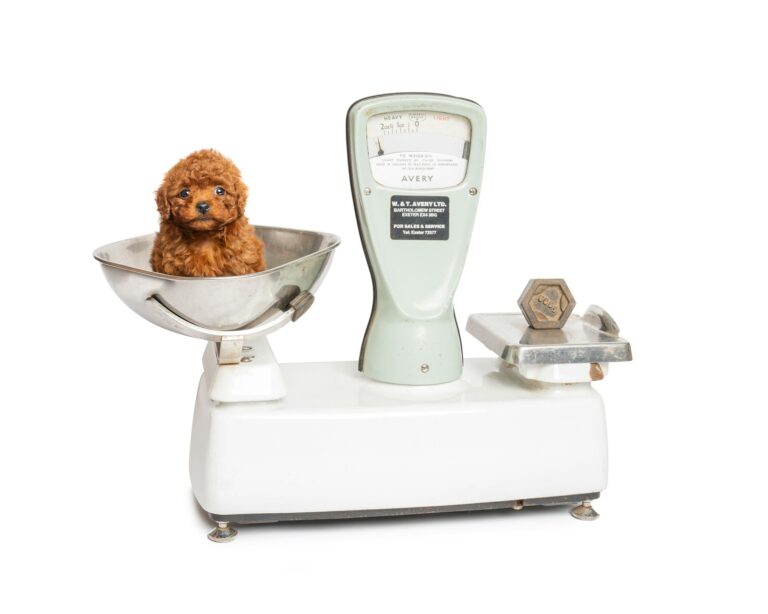 Vet examining dog weight scale clinic