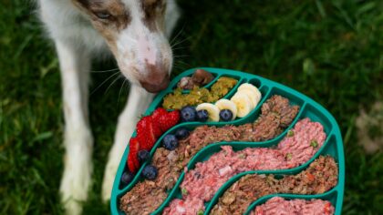 How to choose the right dog food for your pet’s age, size and lifestyle