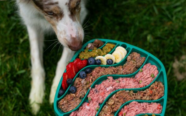 How to choose the right dog food for your pet’s age, size and lifestyle