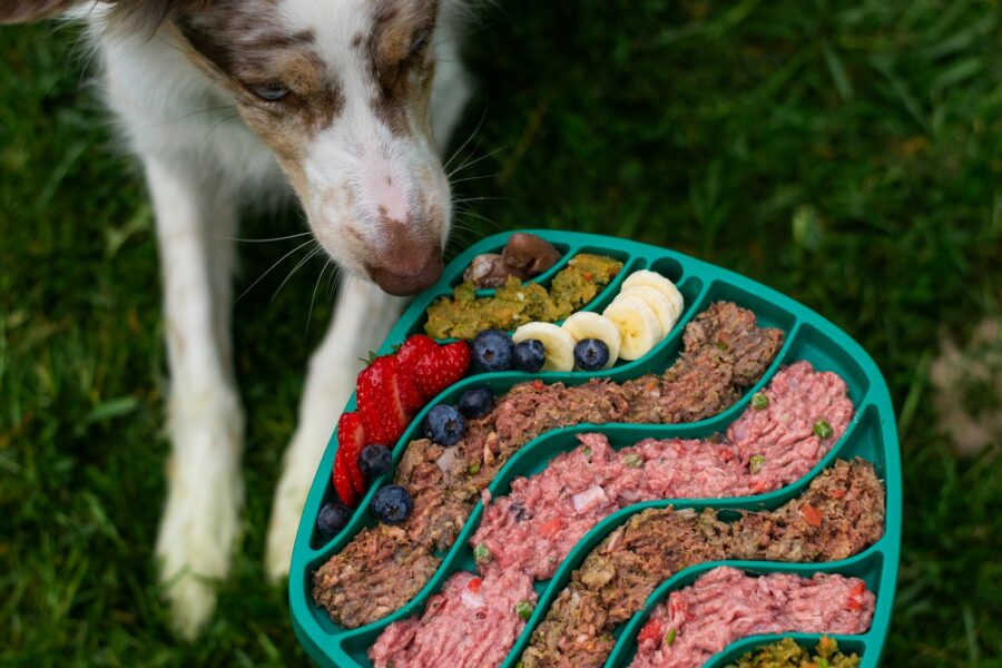 How choose right dog food your pet age