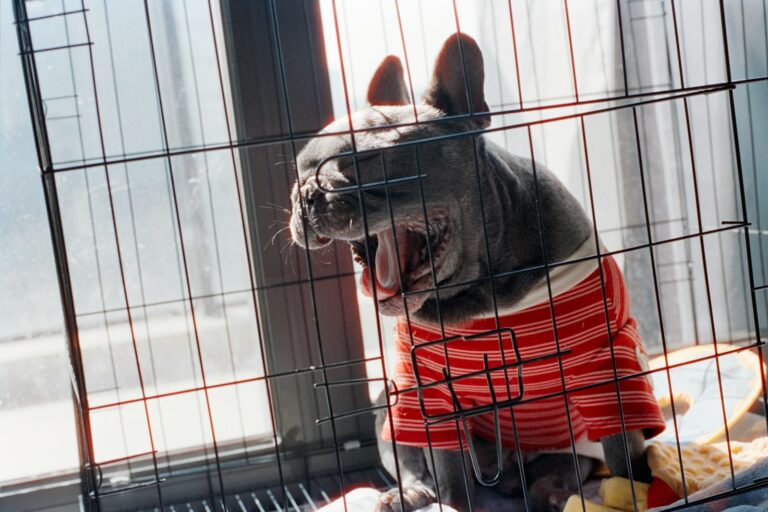 Dog crate plastic tray washing dog bed laundry