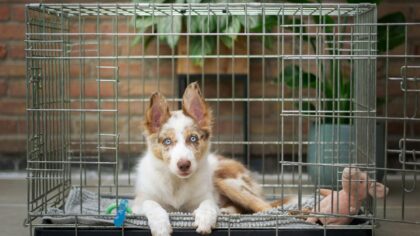 How to keep your dog’s crate fresh and clean without harsh chemicals