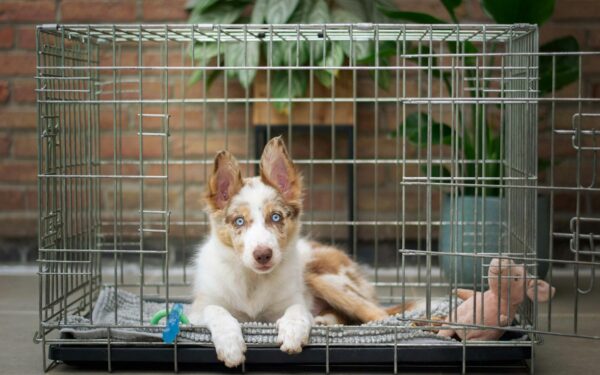How to keep your dog’s crate fresh and clean without harsh chemicals