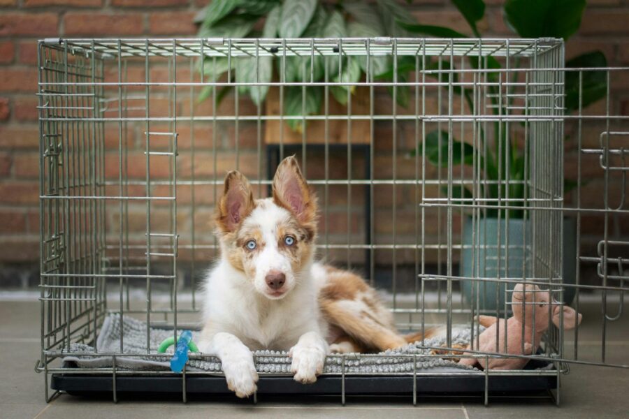 Dog crate cleaning spray towel