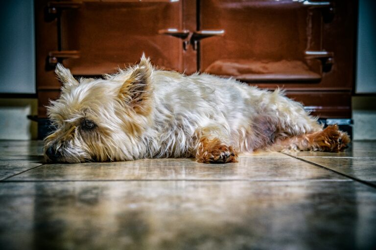 Dog lying mat kitchen