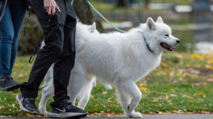 How to teach your dog to walk on a loose leash without pulling