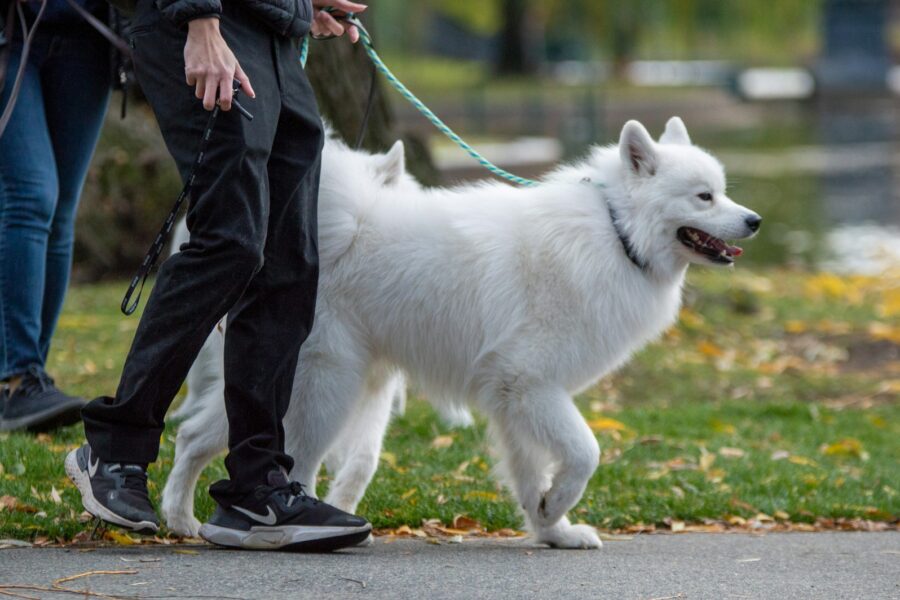 Dog loose leash walk sidewalk owner