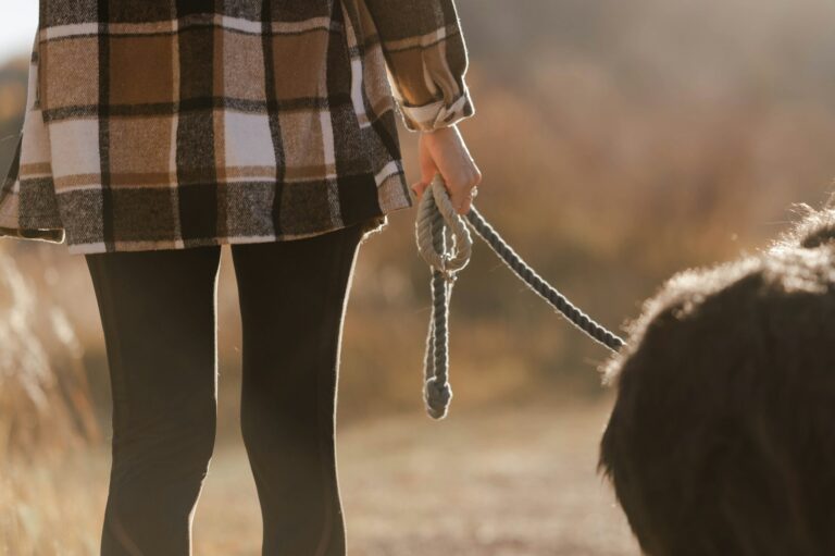 Dog harness close leash owner rewarding dog treats