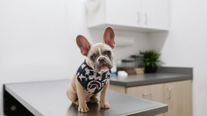 How to tell if your dog is at a good weight and why it matters