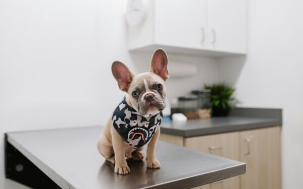 How to tell if your dog is at a good weight and why it matters
