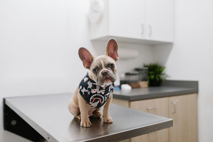 Dog vet checkup weight scale