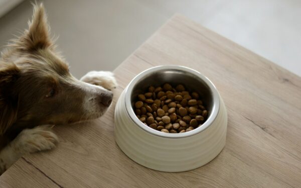 How your dog’s digestion works and simple ways to support it