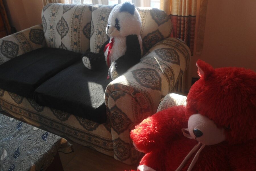 Dog playing indoors soft toy living room
