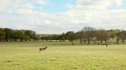 Living with a dog in the countryside: routines, safety and simple joys