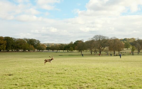 Living with a dog in the countryside: routines, safety and simple joys