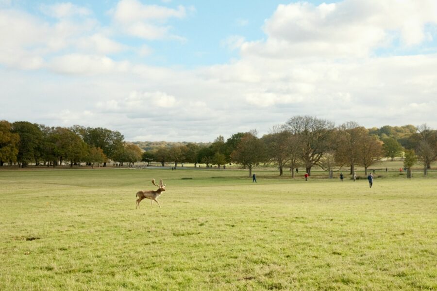 Dog running green countryside field