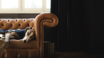 Low-shedding dog breeds for busy families and small homes