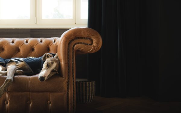 Low-shedding dog breeds for busy families and small homes