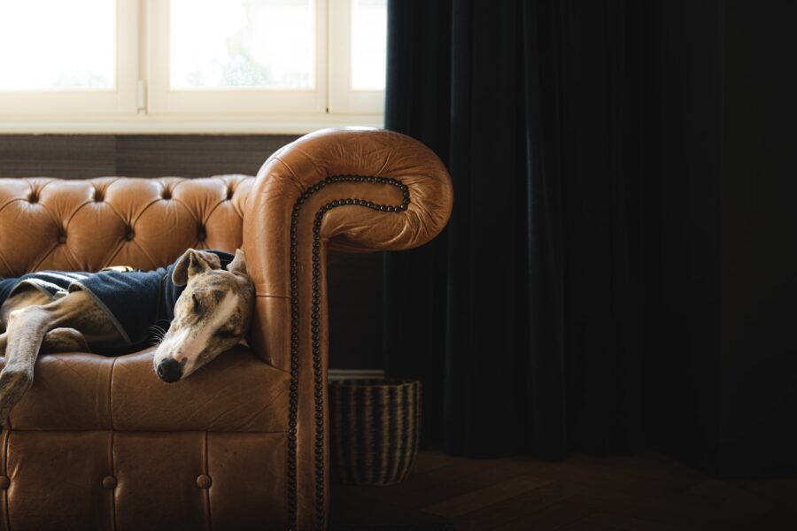 Low shedding dog breed couch apartment