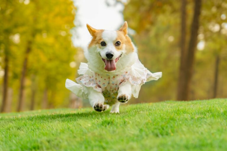 Small terrier dog running park