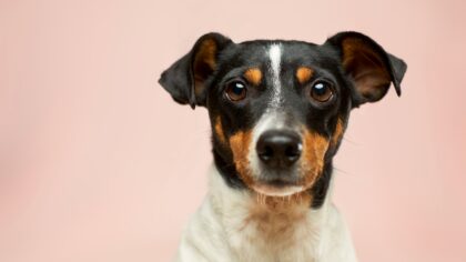 Popular dog myths that can mislead new owners