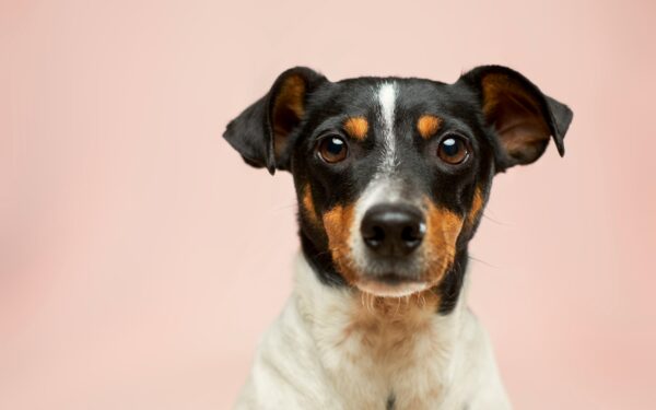 Popular dog myths that can mislead new owners