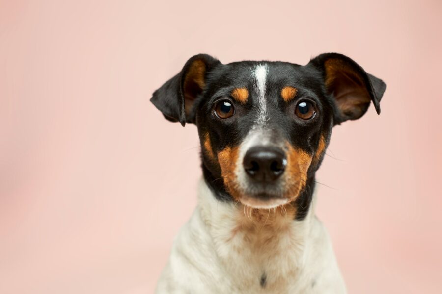Popular dog myths can mislead new owners dog