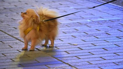 Practical dog safety tips at home, on walks and on the road