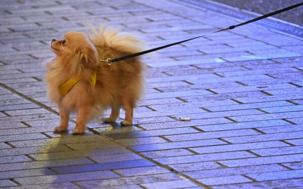 Practical dog safety tips at home, on walks and on the road