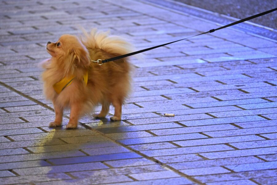 Dog leash sidewalk reflective collar evening walk
