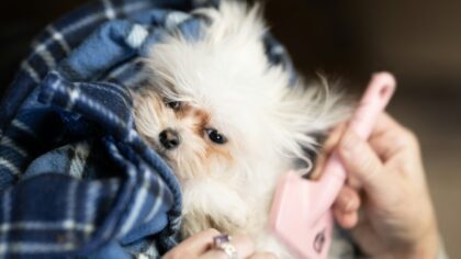 Practical dog skin care at home for dryness, itching and minor irritation