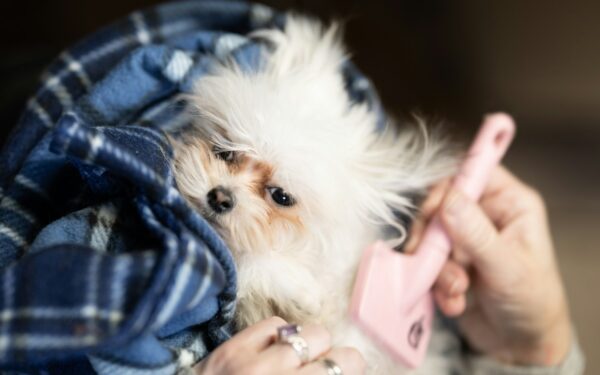 Practical dog skin care at home for dryness, itching and minor irritation