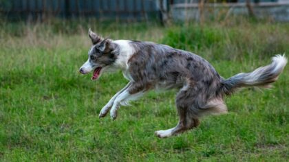 Raising a high-energy dog: practical ways to channel all that zoomie power