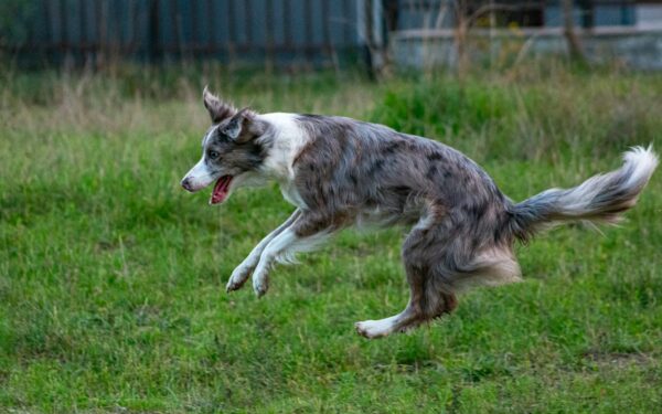 Raising a high-energy dog: practical ways to channel all that zoomie power