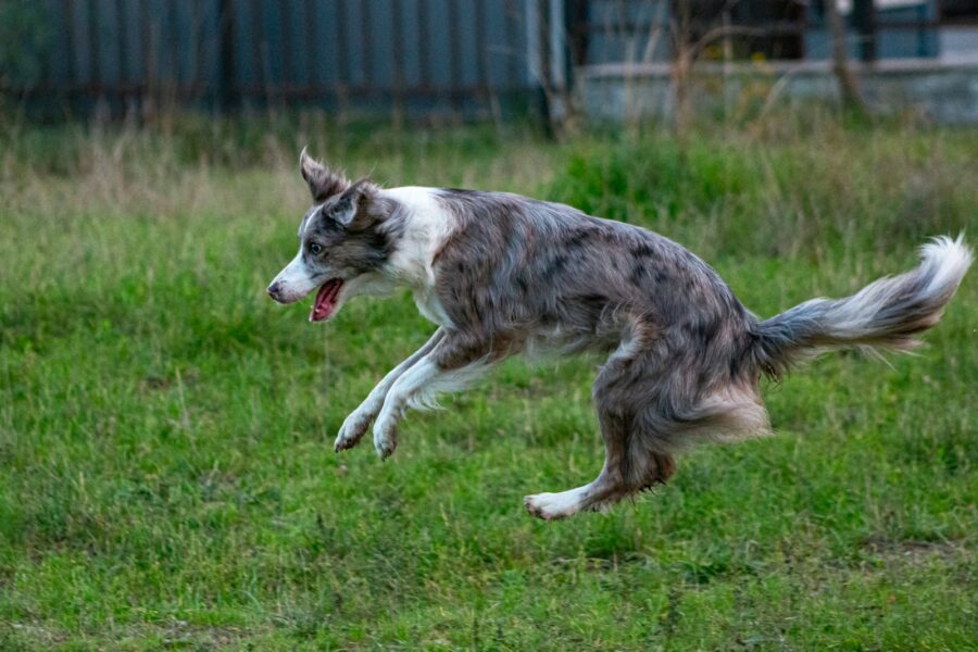 Active border collie running park