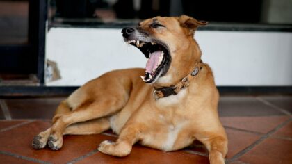 Reading dog stress signals and gentle ways to respond